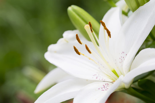 Fototapeta Wellness. White Lilium flower