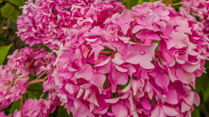 Mehrere Dutzend rosa Blumen