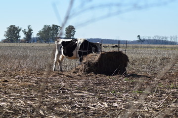 A solitary cow eating silo in a field