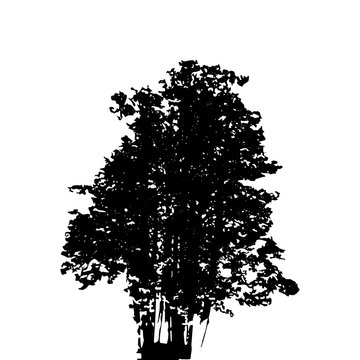 Black and White Silhouette of Deciduous Tree, whose branches dev