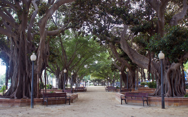 Alicante.Huge centuries-old trees