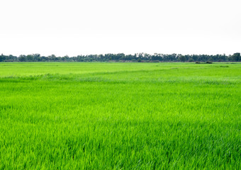Obraz na płótnie Canvas Rice field scenery in thailand, green background