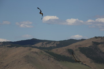 Naklejka premium mONGOLIE
