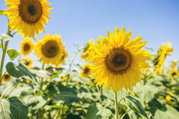 Closeup Shot Of Sunflowers In Sunny Day