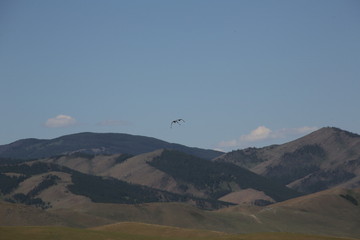 mONGOLIE