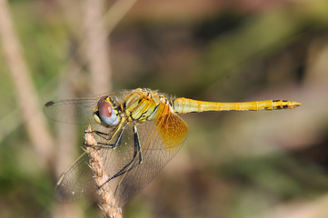 Libellule - Marseille - France