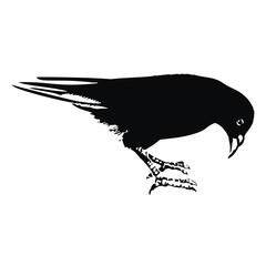 raven