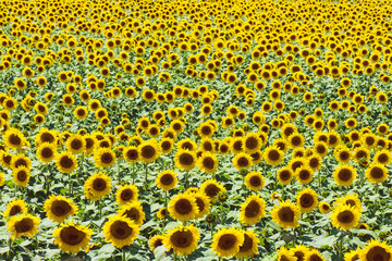 Field Full Of Sunflowers In Sunny Day