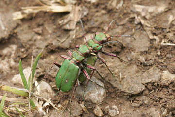 Cicindèle champêtre (Cicindela campestris)