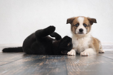 Funny puppy and cat on the floor