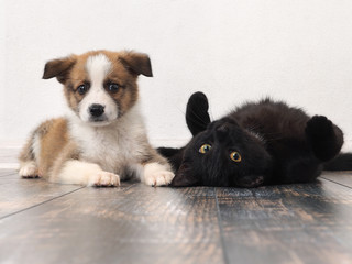 Funny puppy and cat on the floor