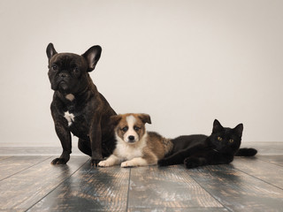 Adult dog, puppy and cat on the floor