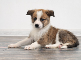 Cute little puppy portrait. Dog breed