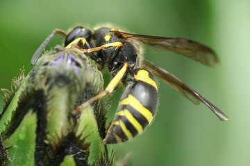 Allodynerus delphinalis