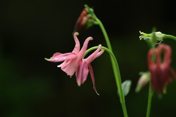 Ancolie commun (Aquilegia vulgaris)