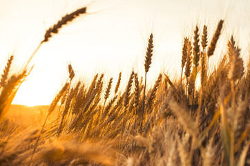 Ears of wheat in the field. backdrop of ripening ears of yellow wheat field on the sunset cloudy orange sky background. 