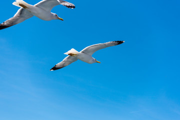Fototapeta na wymiar Seagull ( sea mew ) flying around the ferry boat to greek island Thasos