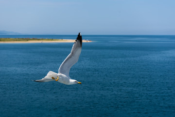 Fototapeta na wymiar Seagull ( sea mew ) flying around the ferry boat to greek island Thasos