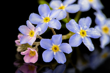 Fototapeta na wymiar little colorful flowers with water droplets