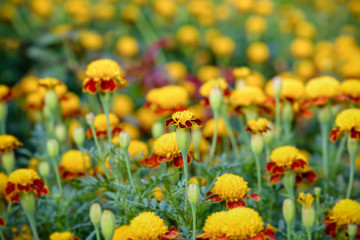 Beautiful group yellow and red flowers of Tiger Eye Marigold or Tagetes Patula in plantation