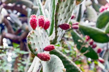 Red cactus blossom in the Caldera de Taburiente, La Palma, Canary Island.