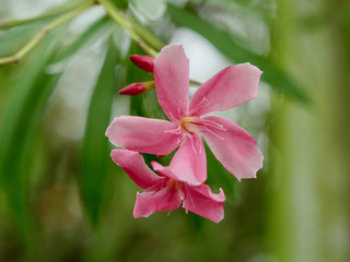 Laurier-rose, jardin créole, flore de la Réunion