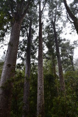 Fototapeta premium forest in new zealand