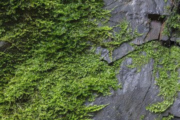 Mossy Rock