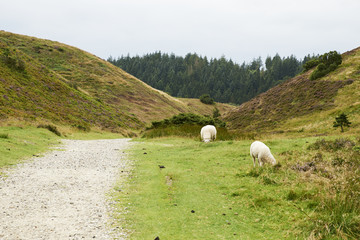     Landscape and lovely nature in Rebild Hills in Denmark, Sheep eating grass    