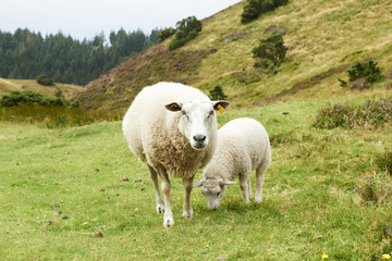 Obraz na płótnie Canvas Landscape and lovely nature in Rebild Hills in Denmark, Sheep eating grass 