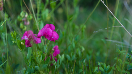 Blooming pink wild peas closeup