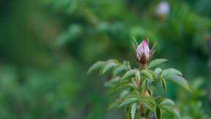 Closed rose pink closeup