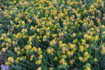Obraz premium Yellow field flowers closeup