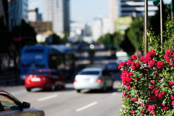 Bush blooming pink roses on the fence beside the road on a background of a modern city with a heavy traffic road, blue sky and white clouds.