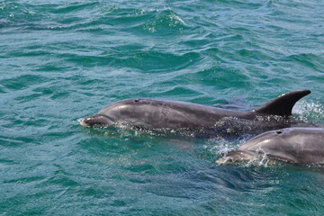 Naklejka premium Dolphins