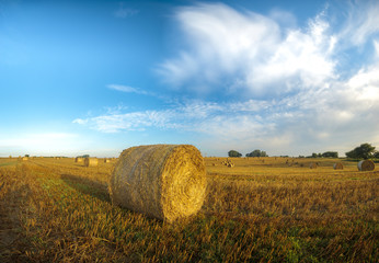 Straw in the bales in the field after the harvest