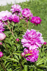 Fototapeta premium A beautiful blooming peony bush with pink flowers in a garden
