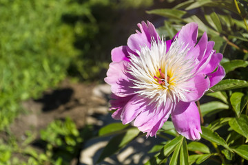 A beautiful blooming peony bush with pink flowers in a garden