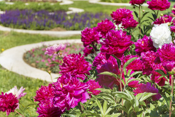 Obraz premium A beautiful blooming peony bush with pink flowers in a garden