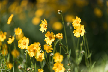 yellow flowers on a green background under the sunlight