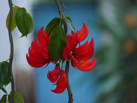Griffe du diable, liane de Jade rouge, jardin cr&eacute;ole