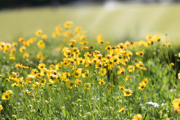 yellow flowers on a green background under the sunlight