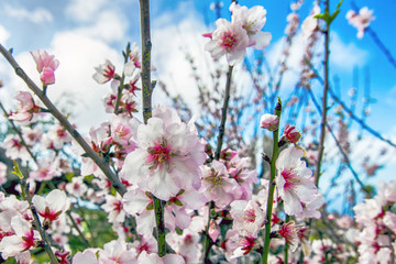 almond blossom season