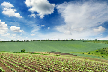 Scenic landscape with a green spring field