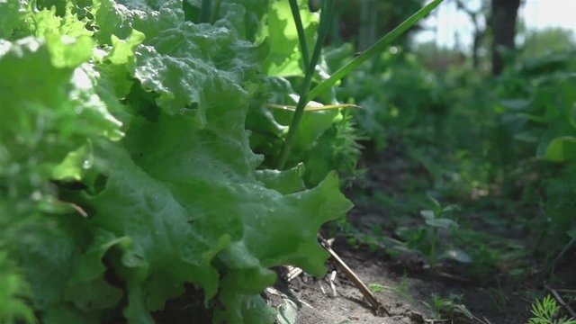 High quality video of vegetable patch in real 1080p slow motion 250fps