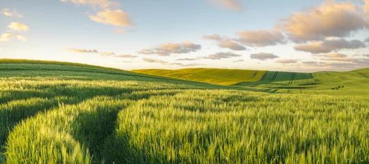 Foto op Plexiglas Platteland Groen, lenteveld, panorama