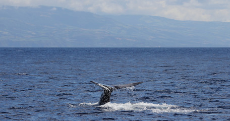 Obraz premium Whalewatching, Ponta Delgada, Sao Miguel, Azores, Portugal