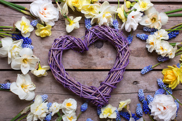 Violet decorative heart and spring  narcissus or daffodils  flowers on vintage wooden background.