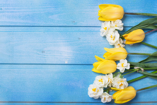 Border from yellow tulips and daffodils flowers on blue wooden background.