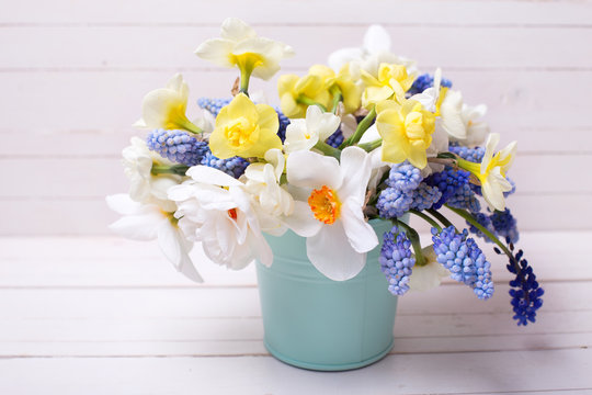  Blue muscaries and yellow narcissus flowers in vase  on  wooden background.